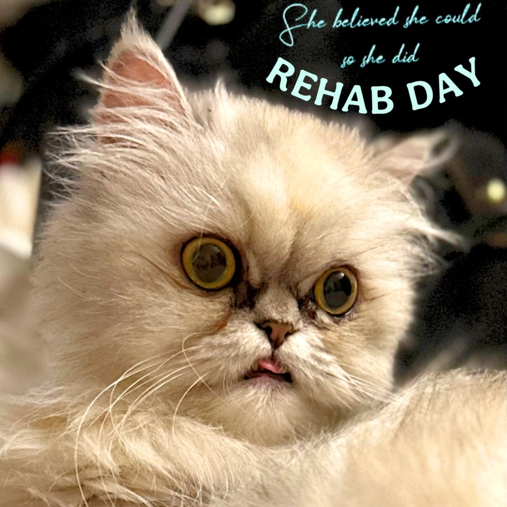 REHAB DAY! LOW STARTS Luxury Quiet Luxury,&Designer.ALL SALES FINAL ON REHAB DAY